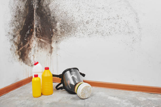 Best Industrial Mold Remediation in Vails Gate, NY