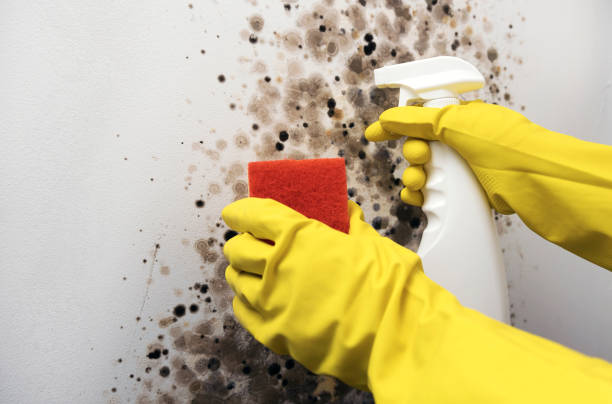 Best White Mold Remediation in Vails Gate, NY