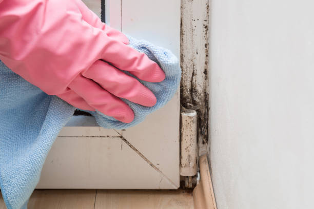 Best Bathroom Mold Remediation in Vails Gate, NY